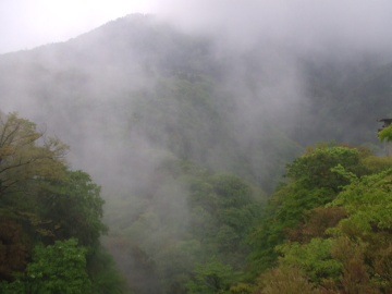 箱根の霧